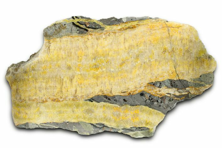 Polished Bumblebee Jasper Slab - Indonesia #338309